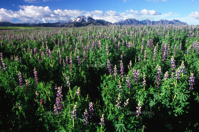 マメ科植物 食物 タルウィの花畑 25196002409 の写真素材 イラスト素材 アマナイメージズ