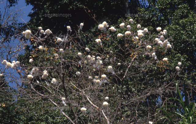 アマゾンの森に自生している綿花の木 の写真素材 イラスト素材 アマナイメージズ アマゾンの森に自生している綿花の木 の写真素材 イラスト素材 アマナイメージズ