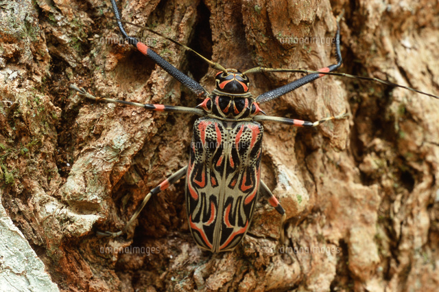 テナガカミキリの一種[25196002561]の写真・イラスト素材｜アマナ