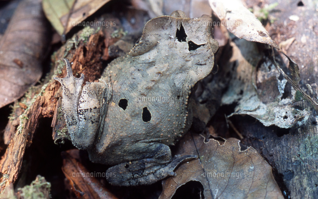 背中を面のように擬態したカレハガエルの仲間らしきカエル の写真素材 イラスト素材 アマナイメージズ 背中を面のように擬態したカレハガエルの仲間らしきカエル の写真素材 イラスト素材 アマナイメージズ