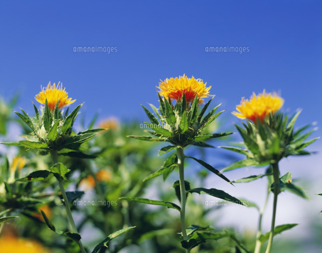 紅花 の写真素材 イラスト素材 アマナイメージズ