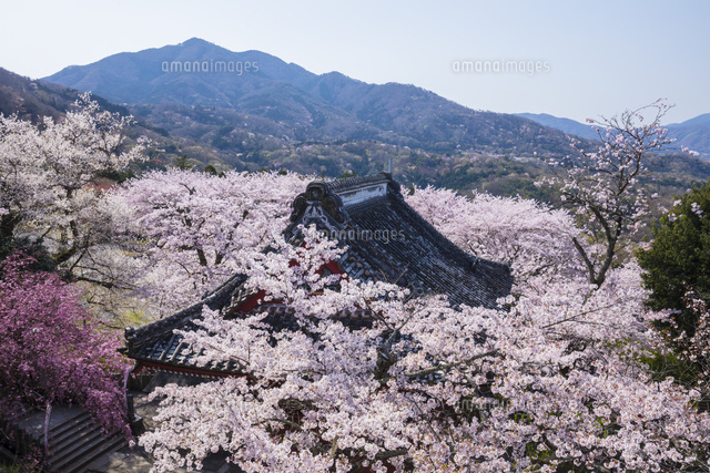 雨引観音の桜[25222015225]の写真・イラスト素材｜アマナイメージズ