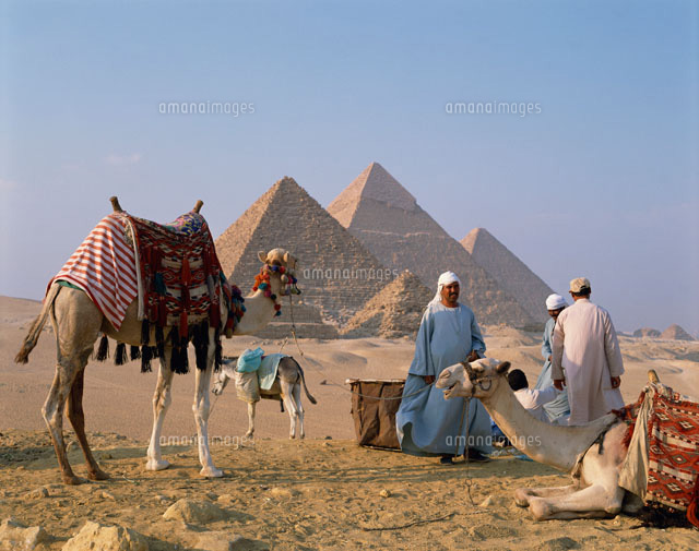 ラクダとギザのピラミッド の写真素材 イラスト素材 アマナイメージズ