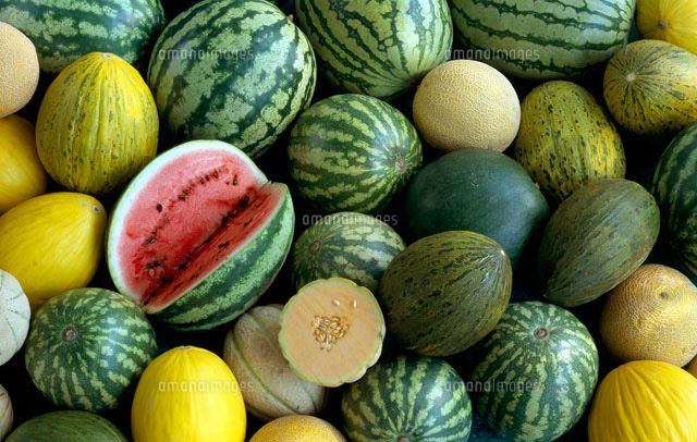 メロン各種[25330011523]の写真素材・イラスト素材｜アマナイメージズ