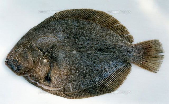 ヒラメ の写真素材 イラスト素材 アマナイメージズ