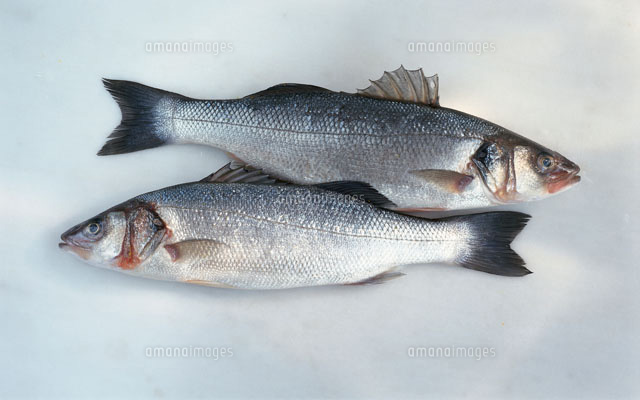 シーバス2匹 の写真素材 イラスト素材 アマナイメージズ シーバス2匹 の写真素材 イラスト素材 アマナイメージズ