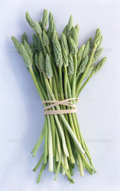 野生アスパラガス の写真素材 イラスト素材 アマナイメージズ 野生アスパラガス の写真素材 イラスト素材 アマナイメージズ