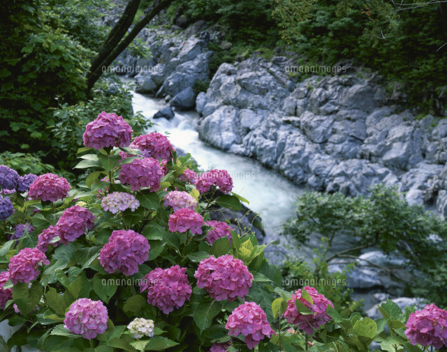 板取川のあじさい の写真素材 イラスト素材 アマナイメージズ