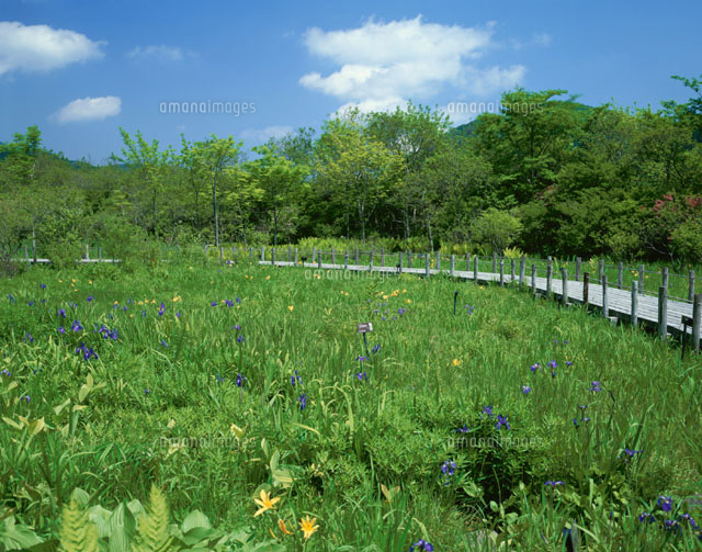 箱根湿生花園 5月[25360007964]の写真・イラスト素材｜アマナ