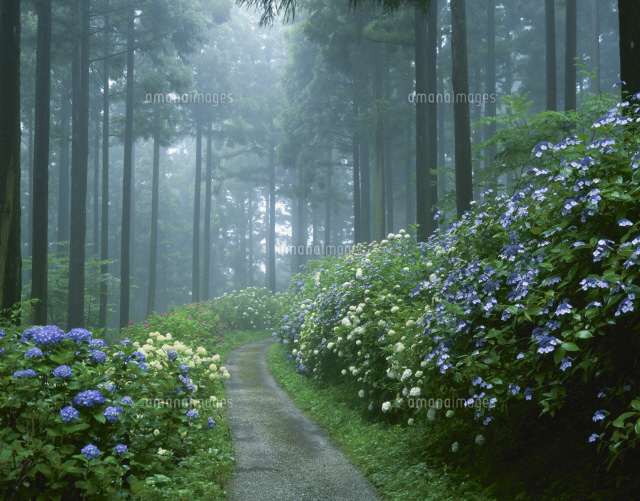 みちのくあじさい園 の写真素材 イラスト素材 アマナイメージズ みちのくあじさい園 の写真素材 イラスト素材 アマナイメージズ