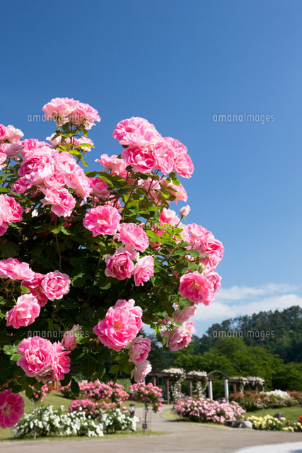 東沢バラ園 の写真素材 イラスト素材 アマナイメージズ