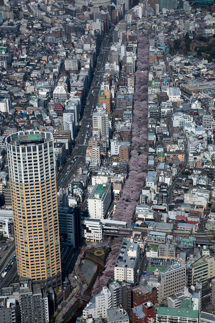 満開の桜と目黒川と中目黒駅周辺 の写真素材 イラスト素材 アマナイメージズ