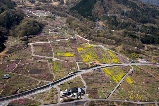 桃の花満開と菜の花の御坂町上黒駒周辺[25397017028]の写真素材・イラスト素材｜アマナイメージズ
