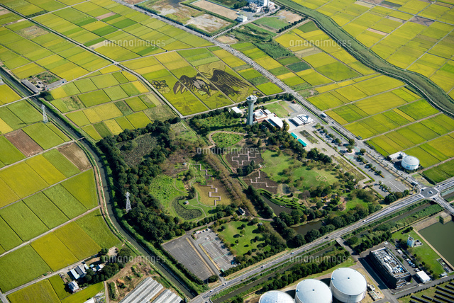 古代蓮の里と行田市の田んぼアート 大いなる翼とナスカの地上絵 小針地区 の写真素材 イラスト素材 アマナイメージズ