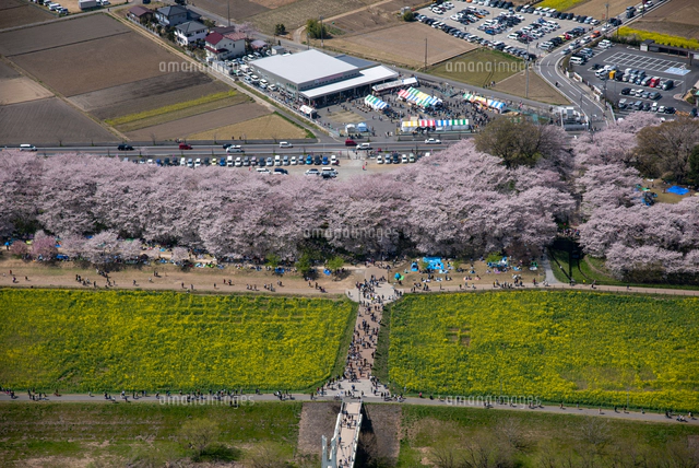 立体絵画の「権現堂公園の桜と菜の花」 権現堂公園の桜と菜の花
