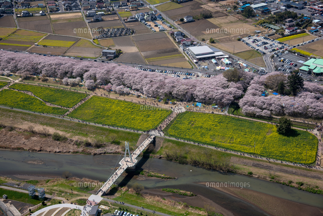 幸手権現堂桜堤(県営権現堂公園)の満開の桜と菜の花畑[25397018193]の