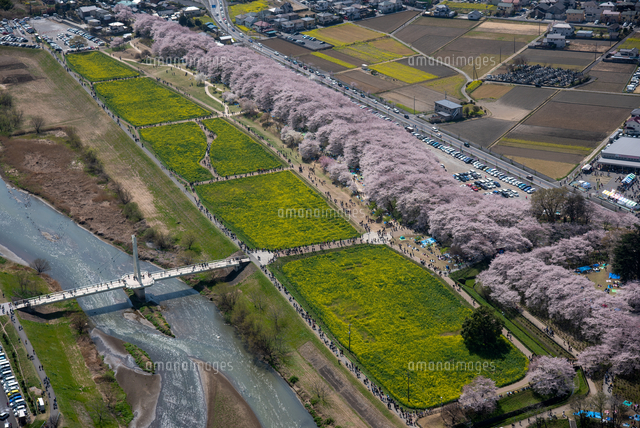 権現堂公園の桜と菜の花