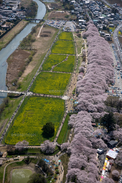 幸手権現堂桜堤(県営権現堂公園)の満開の桜と菜の花畑[25397018195]の