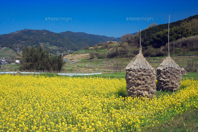 菜の花咲く明日香村 の写真素材 イラスト素材 アマナイメージズ