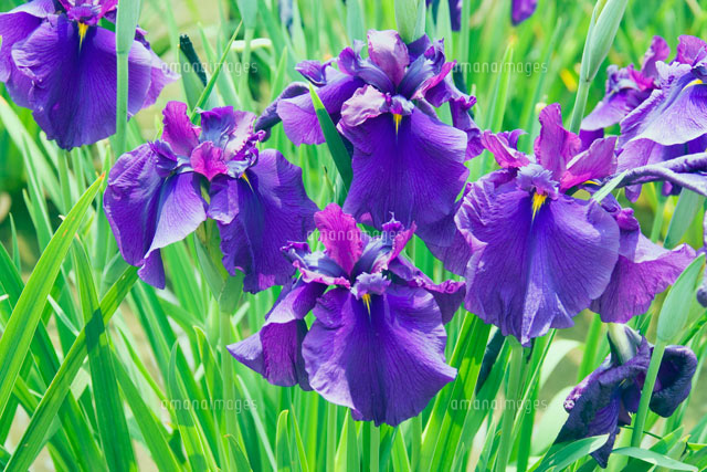 菖蒲の花 の写真素材 イラスト素材 アマナイメージズ
