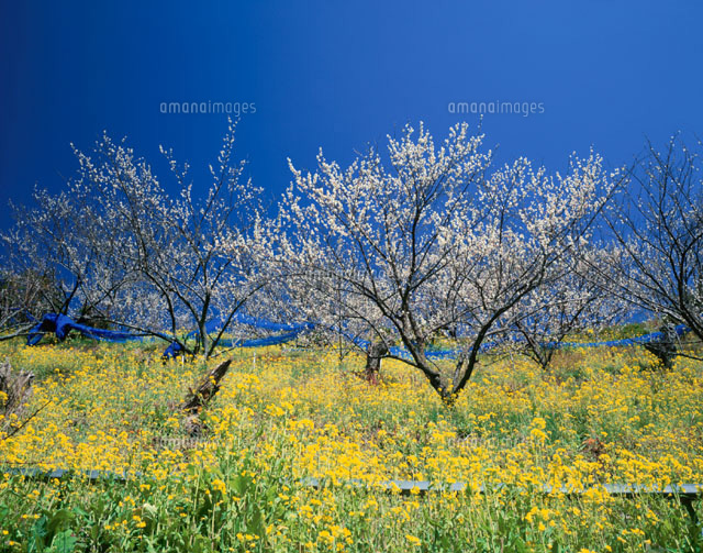 菜の花と田辺梅林 田辺市 ２月 の写真素材 イラスト素材 アマナイメージズ