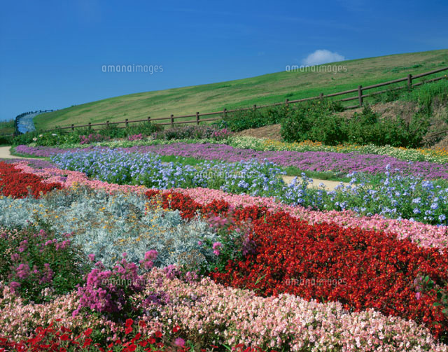 あわじ花さじき 東浦町 ８月 の写真素材 イラスト素材 アマナイメージズ