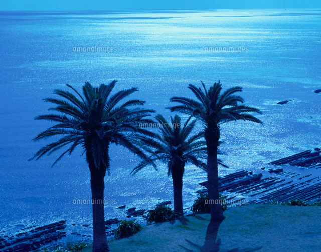 フェニックスと海宮崎市堀切峠[25426012610]の写真・イラスト素材