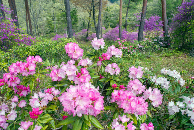 シャクナゲ咲く播州山崎花菖蒲園 の写真素材 イラスト素材 アマナイメージズ