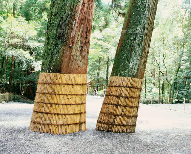 伊勢神宮内宮 参道の神宮杉[25460001470]の写真・イラスト素材｜アマナ