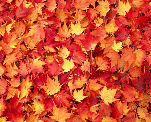 落葉のじゅうたん の写真素材 イラスト素材 アマナイメージズ