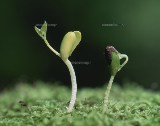イヌエンジュの新芽[25488001721]の写真・イラスト素材｜アマナイメージズ