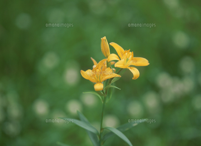 ヒメユリ チョウセンヒメユリ の写真素材 イラスト素材 アマナイメージズ