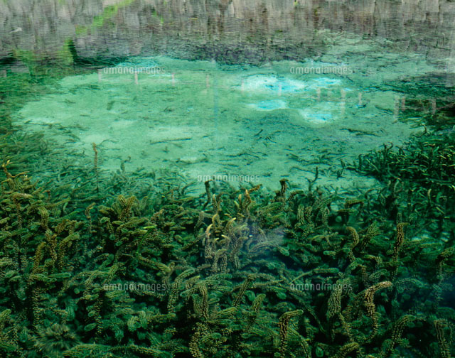 霧島山麓丸池湧水[25488012219]の写真素材・イラスト素材｜アマナイメージズ