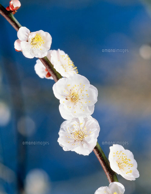 豊後梅 大分県花 の写真素材 イラスト素材 アマナイメージズ