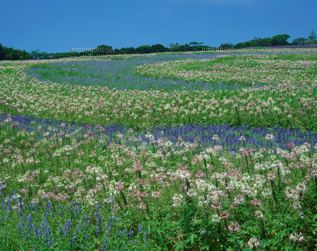 あわじ花さじき 8月 兵庫県 の写真素材 イラスト素材 アマナイメージズ