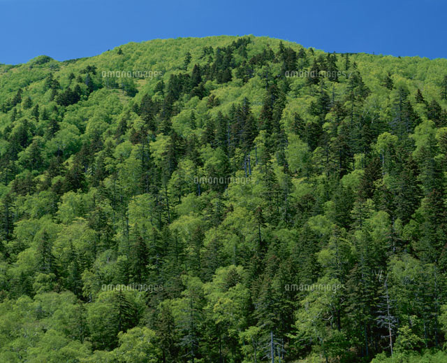 混交林ダケカンバとアカエゾ の写真素材 イラスト素材 アマナイメージズ