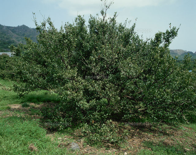 尾崎小ミカン先祖木 の写真素材 イラスト素材 アマナイメージズ