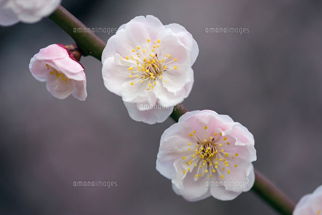 豊後梅 の写真素材 イラスト素材 アマナイメージズ