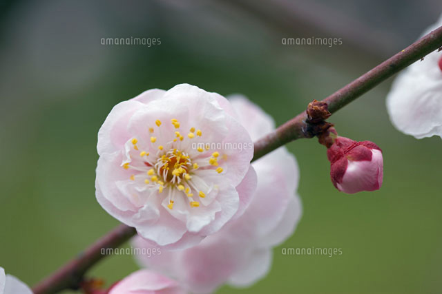 豊後梅 の写真素材 イラスト素材 アマナイメージズ