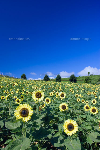 ヒマワリの丘 あわじ花さじき の写真素材 イラスト素材 アマナイメージズ