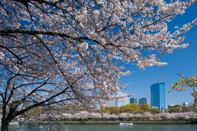 大川沿いの桜並木と桜クルーズと大阪ビジネスパーク の写真素材 イラスト素材 アマナイメージズ