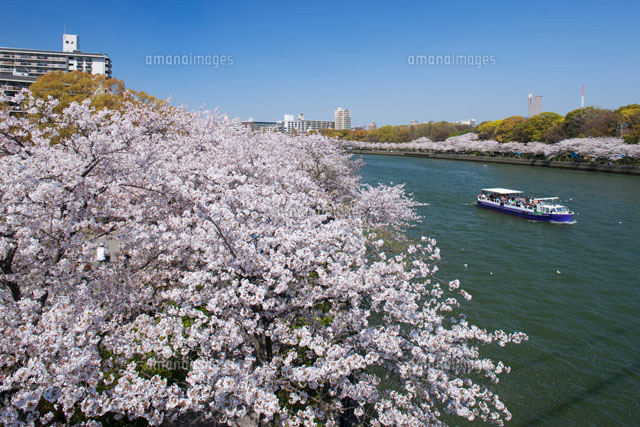 大川沿いの桜並木と桜クルーズ の写真素材 イラスト素材 アマナイメージズ