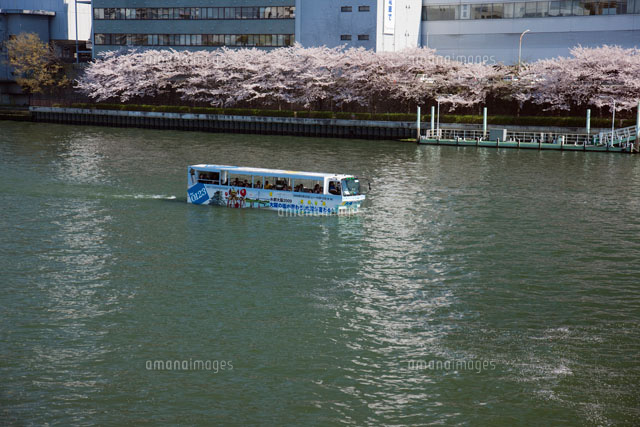 大川沿いの桜並木と桜クルーズ 水陸両用バス の写真素材 イラスト素材 アマナイメージズ