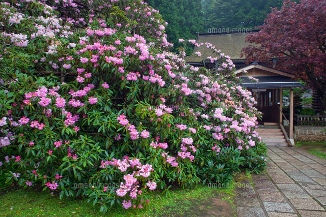 シャクナゲ咲く金剛三昧院 の写真素材 イラスト素材 アマナイメージズ
