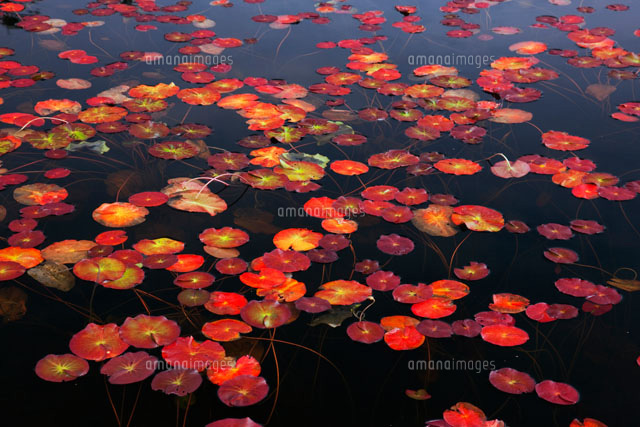日本の水草エゾベニヒツジグサ