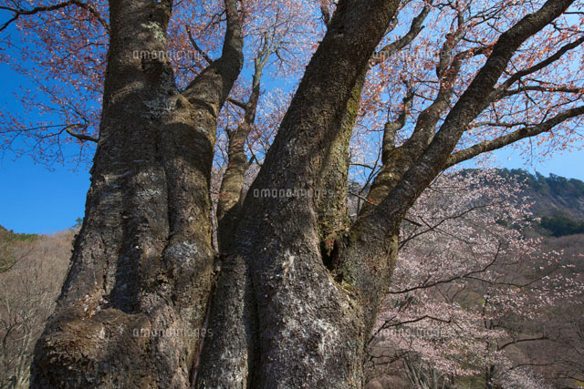 ヤマザクラ巨木 屏風岩[25488023877]の写真・イラスト素材｜アマナ