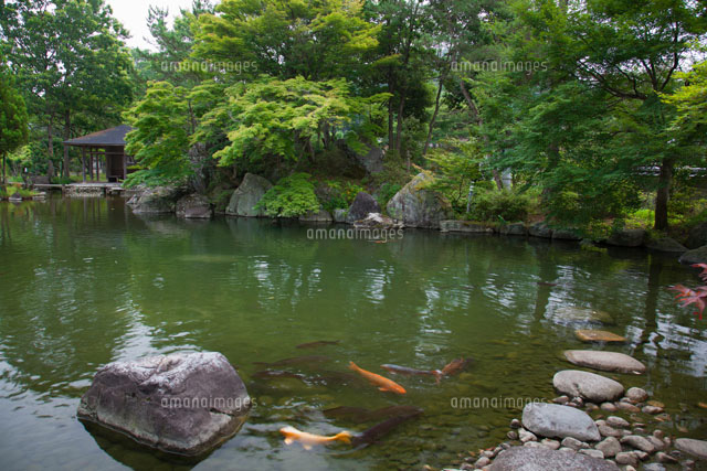 鯉泳ぐ日本庭園[25488024466]の写真・イラスト素材｜アマナイメージズ