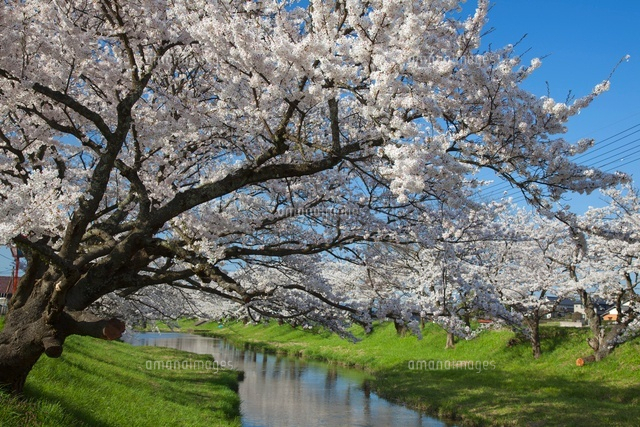 玉湯川堤の桜並木 玉造温泉 の写真素材 イラスト素材 アマナイメージズ