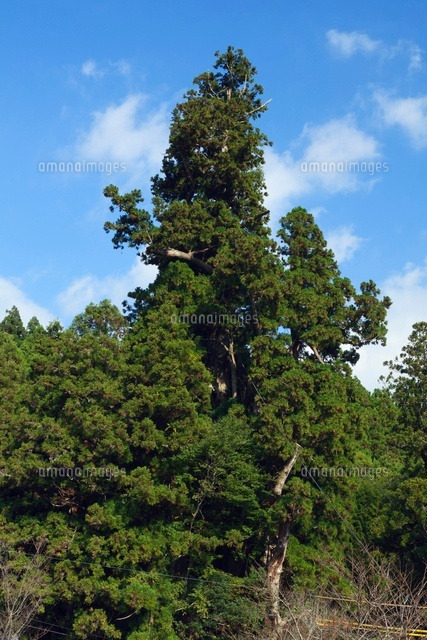杉の大スギ 夫婦杉 推定樹齢3000年 25488027404 の写真素材 イラスト素材 アマナイメージズ
