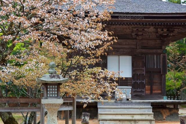 西行櫻と三昧堂 壇上伽藍 高野山[25488028100]の写真・イラスト素材